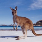 western-australia-kangaroo-beach